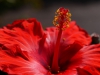 hibiskus nah stempel