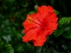 Roter Hibiskus nach dem Regen