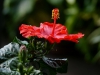 hibiskus