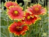 Kokardenblume (Foto: Rolf Gleitsmann)
