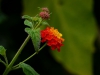 Lantana Knospen