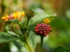 lantana makro