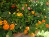 Wandelröschen (Botanisch: Lantana)