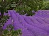 Lavendelfeld (Foto: Mario Maindl)