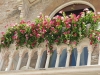 Mandevillen an einem Balkon in Padua
