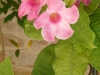 Mandevilla splendens im botanischen Garten von Padua