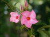 Mandeville Blüten