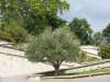 Olivenbaum in den Jardins des Doms in Avignon