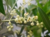 Olivenblüten