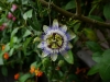 Passionsblume von oben