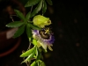 Passionsblume