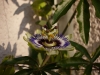 Passiflora von der Seite