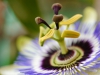 passionsbluete