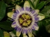 passionsbluete