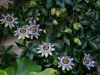 passionsblumen
