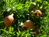 Granatäpfel