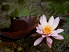 seerose pink blatt