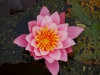 seerose pink