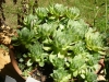 Hauswurz (Botanisch: Sempervivus)