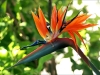 Die Paradiesvogelblume oder Strelitzie (Foto: Linde Albert)
