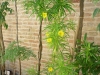 Tropischer Oleander (Thevetia peruviana)