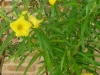 Tropischer Oleander (Thevetia peruviana)