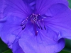 tibouchina