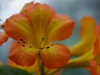 tropischer rhododendron