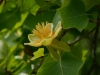 Blüte des Tulpenbaums