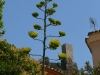 Blütenstand der Agave im mediterranen Dorf Roquebrun