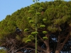 Blütenstand der Agave vor einer mediterranen Pinie