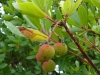 Erdbeerbaum (Botanisch: Arbutus unedo)