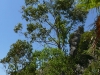 Eucalyptus (Botanisch: Eucalyptus globulus)