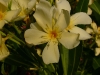Gelbe Oleanderblüte