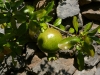 Die Frucht des Granatapfels