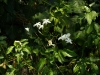 Echter Jasmin (Botanisch: Jasminum officinale)