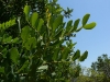 Johannisbrotbaum (Botanisch: Ceratonia siliqua)