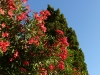 Oleander und Zypresse