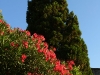 Zypresse und Oleander
