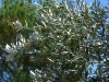 Olivenbaum und Pinie