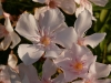 Rosafarbene Oleanderblüte