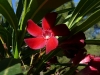 Rote Oleanderblüte