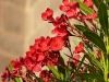 Roter Oleander vor mittelalterlichen Mauern