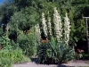 Yucca (Foto: Eva Schulz)