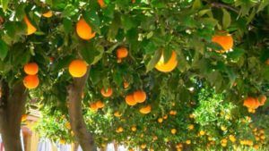 Orangen am Baum