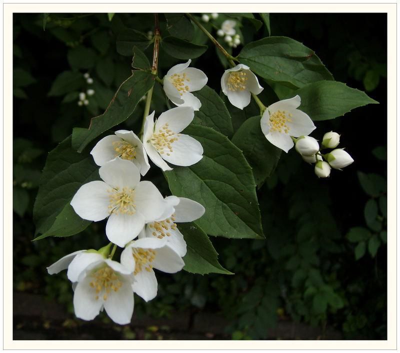 Mediterrane Gehölze geben dem mediterranem Garten das besondere Flair