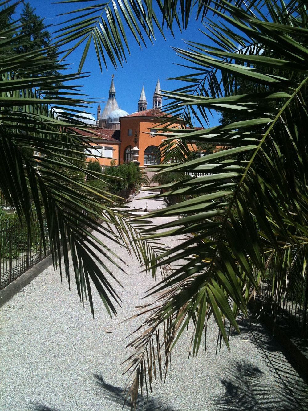 botanischergartenpadua Meine Orangerie