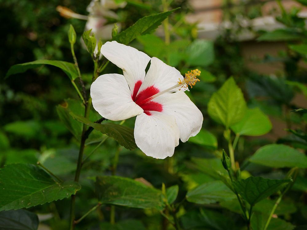Hibiskus überwintern - so geht's richtig