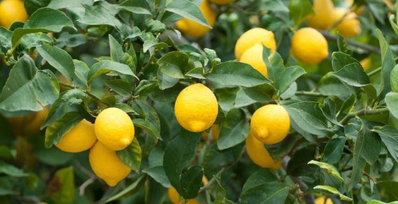 gelbe Früchte am Zitronenbaum