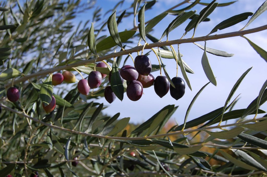Ast eines Olivenbaums voller reifer Früchte.